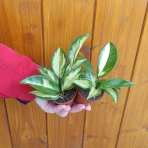 Voskovka (Hoya australis) ´TRICOLOR´ - výška 6 cm, kont. P6